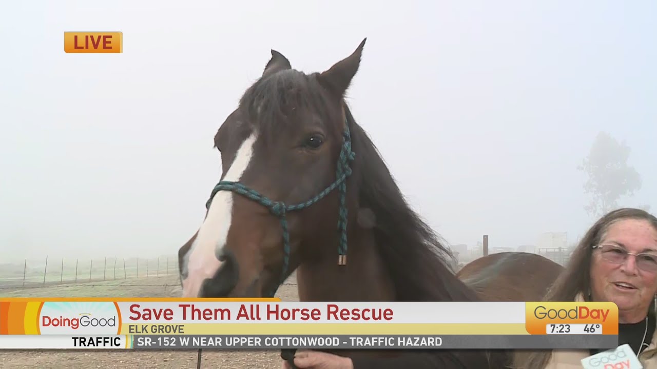 "Save Them" All Horse Rescue - YouTube