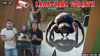 CCTV Footage: Giant Goliath Spider Enters My House