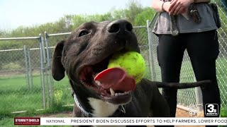 Adoption Option Thunder At Midlands Humane Society