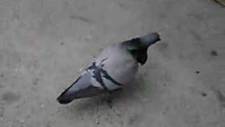 take a bite out of a pigeon