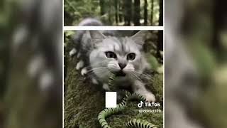 𝙁𝙐𝙉𝙆 𝘿𝙊 𝙎𝙆𝙀𝘽𝙊𝘽 (𝙎𝙐𝙋𝙀𝙍 𝙎𝙇𝙊𝙒𝙀𝘿) - 𝙃𝙊𝙇𝙔𝙒𝙓𝙍,𝘿𝙅 𝙑𝙄𝘽𝙀𝙍 𝘾𝘼𝙏𝙀𝙍𝙋𝙄𝙇𝙇𝘼𝙍 𝙀𝘿𝙄𝙏 𝙏𝙄𝙆𝙏𝙊𝙆 𝙑𝙀𝙍𝙎𝙄𝙊𝙉 𝙀𝙓𝙏𝙀𝙉𝘿𝙀𝘿