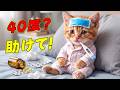 【緊迫】40度？助けて！と高熱でベッドから動けなくなった子猫ここにゃん...涙を堪えて病気と闘い奇跡の復活を遂げた感動の結末😭🤒✨