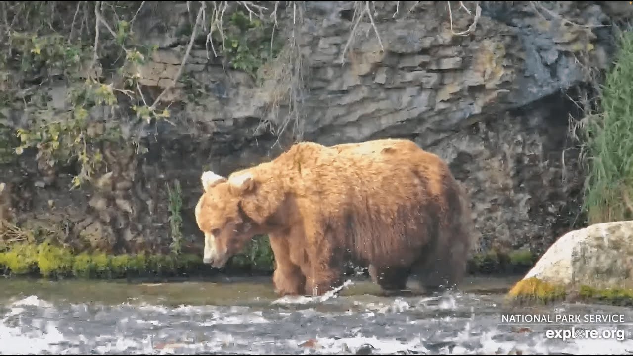 856 clears the falls for old times' sake - July 21st, 2025 (explore.org, RF)