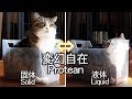 変幻自在なねこ。-Protean Maru.-