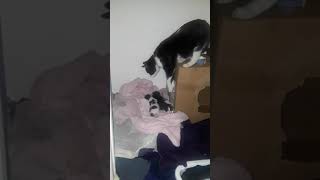 Kittens Blindly Explore New Environment