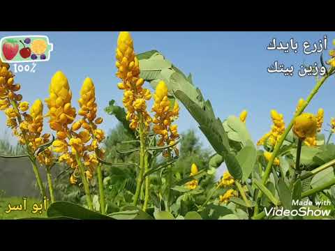 فيديو: كاراجانا تشبه الشجرة (أكاسيا أصفر): الوصف ، وميزات الزراعة والرعاية