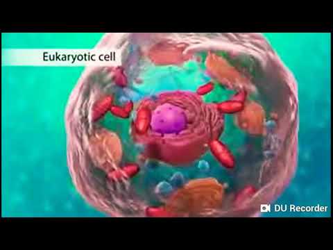 Video: Perbezaan Antara Badan Golgi Dan Dictyosomes