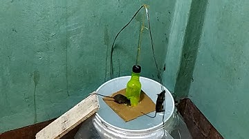 Bucket Mouse Trap🐭rat traps homemade🐭Best mouse Rat Trap🐭diy mouse trap