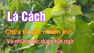 Lá Cách và những công dụng bất ngờ| Lá Cách trị gan nhiễm mỡ| Hằng Lê HG85