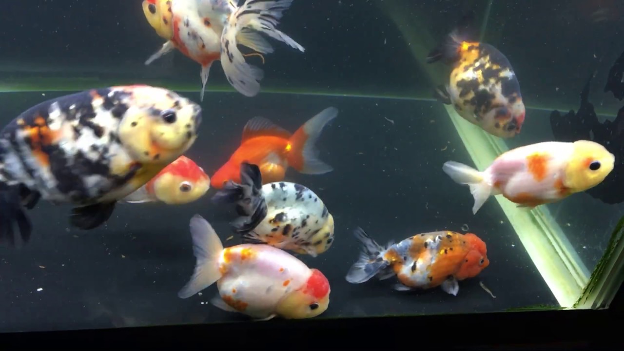 ボストーク 勝美商店オリジナル転覆病にも効果的な金魚の餌