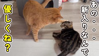 元ヤンママに子猫を預けます