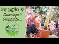 Jungle 8  sauvetage  deuphorbe