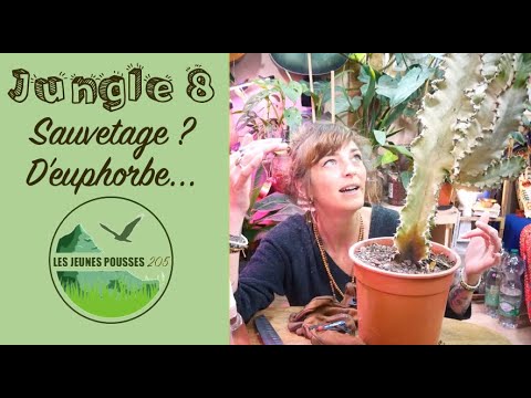 Jungle 8  Sauvetage  deuphorbe