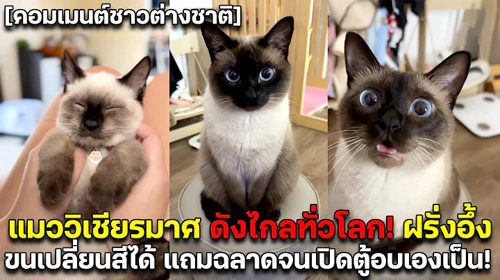 Video 11851291: siamese cat, thai cat, cat wonderful