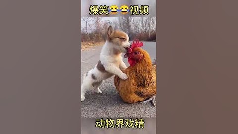 Funny animal lazy walking #shorts #animals #funny #ytshorts #cats #dogs #pets #perros #gatos #猫