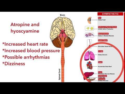 Anticholinergic agents: hyoscyamine, atropine (pharmacology)