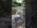 Harmony By The Flowing Stream.