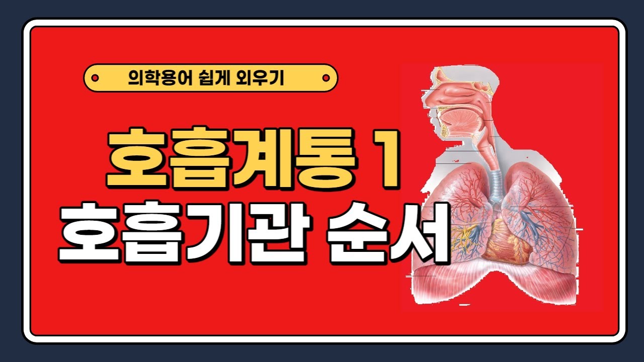 정상적인 호흡을 의미하는 용어