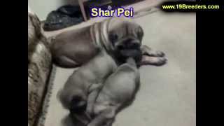 Shar Pei Puppies Dogs For Sale In Tampa Florida FL 19Breeders Fort Lauderdale Hollywood