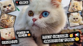 Recent Dog & Persian Cat Price Update| Ankurhati Dog Market Visit 2024 |Howrah Cheap Pet Market 2024 by Curious Calcutta 619 views 3 months ago 9 minutes