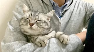Affectionate Cat Getting Relaxed in My Arms