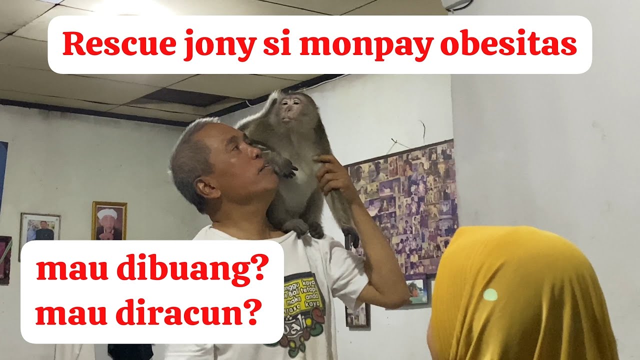 Rescue Jony si monyet ekor panjang kesayangan.
