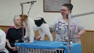 Wire Fox Terrier Association Grooming Seminar, 15th April 2023, Blackwell Community Centre