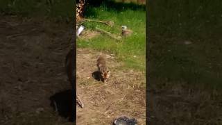 Yabani Hayvanlar Bile Biliyor Kimden Zarar Gelmeyeceğini