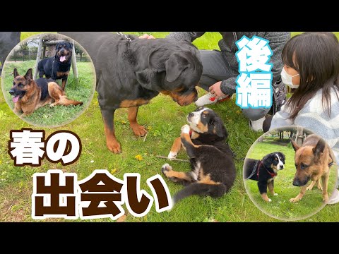 公園散歩！春の出会い【後編】バーニーズマウンテンドッグ【子犬】3ヶ月