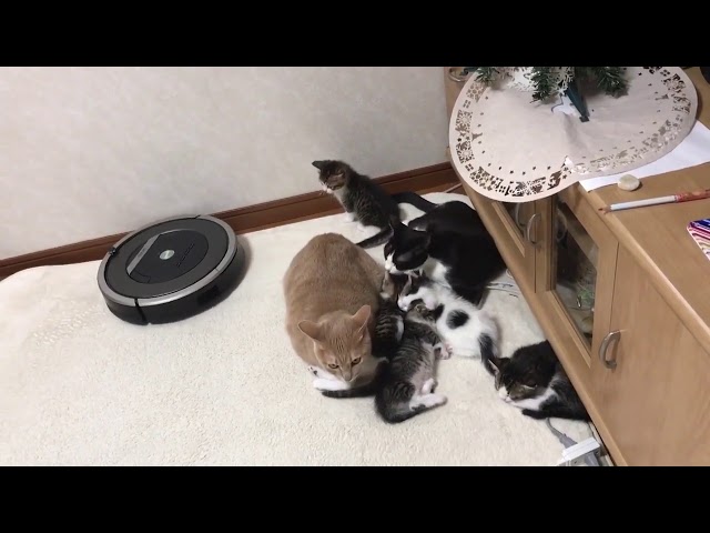 子猫を守るために頑張る猫に癒される