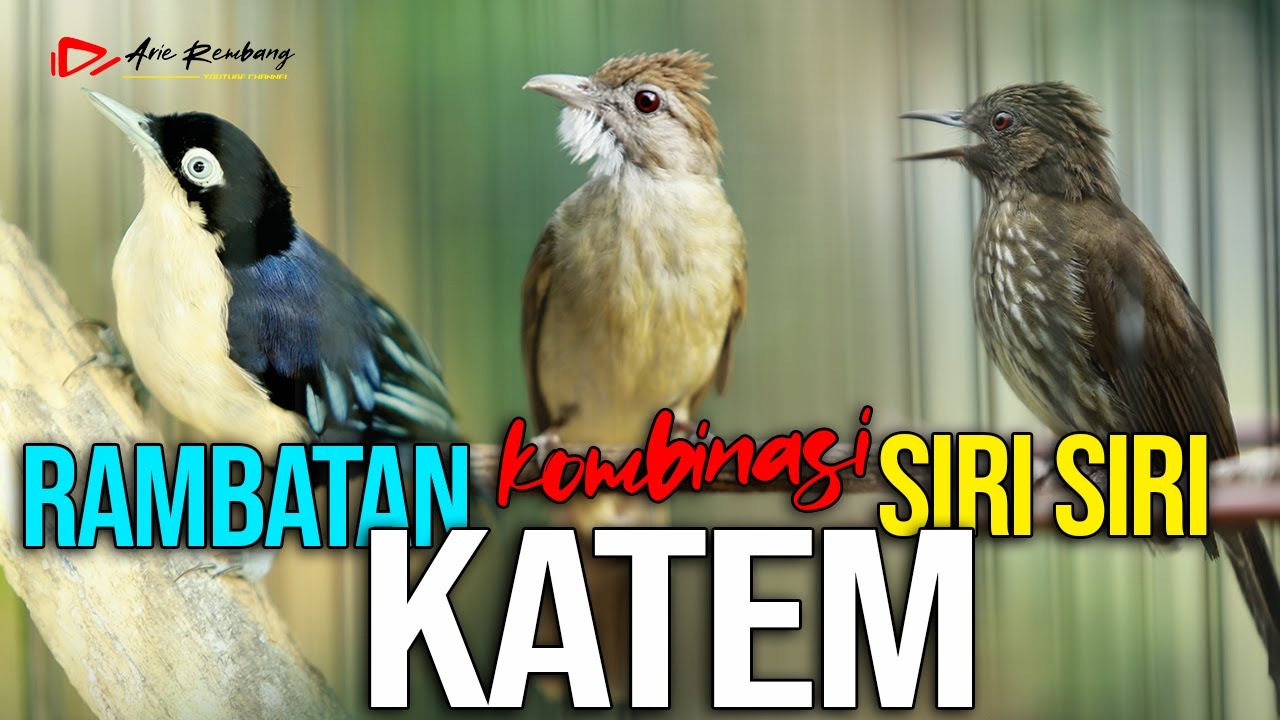 KAPAS TEMBAK -  SIRI SIRI - RAMBATAN GACOR MEWAH