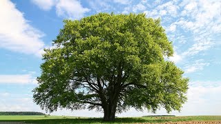 Faerie Circle Tree TF Audio [READ DESC.]