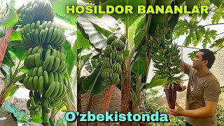 У́ЗБЕКИСТОНДА ХОСИЛДОР БАНАН МЕВАСИ ☎️916203503 HOSILDOR BANAN O'ZBEKISTONDA SITRUS KO'CHATLAR