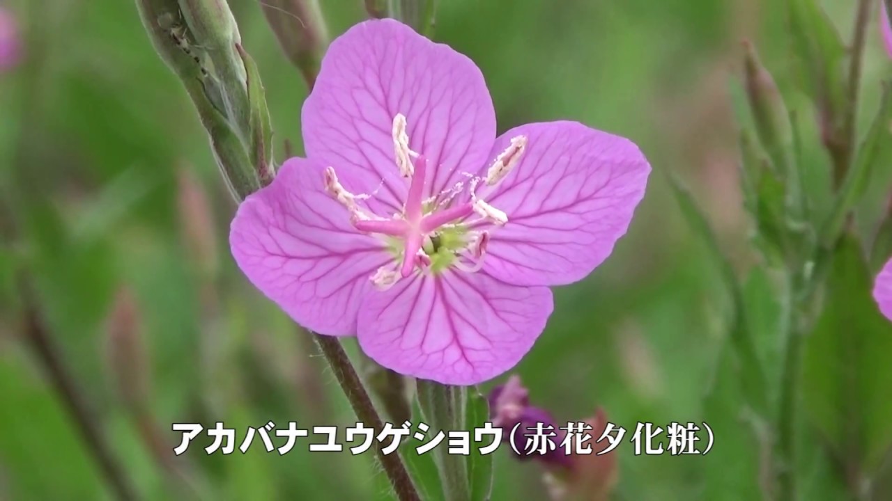 30秒の心象風景10868・アカバナユウゲショウ～水田の野草～