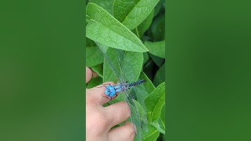 This blue dragonfly didn