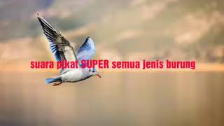 suara pikat SUPER untuk semua jenis burung