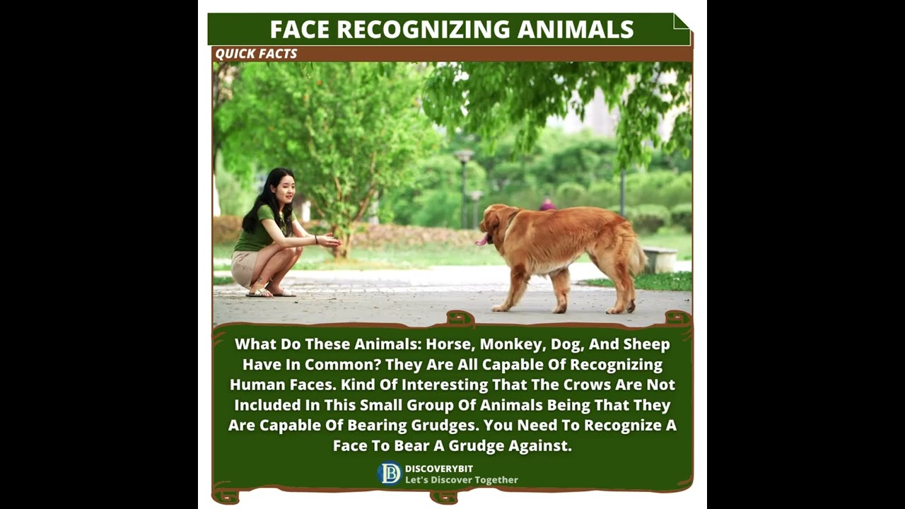 Unveiling The Animal Kingdom's Surprising Human Face Recognizers