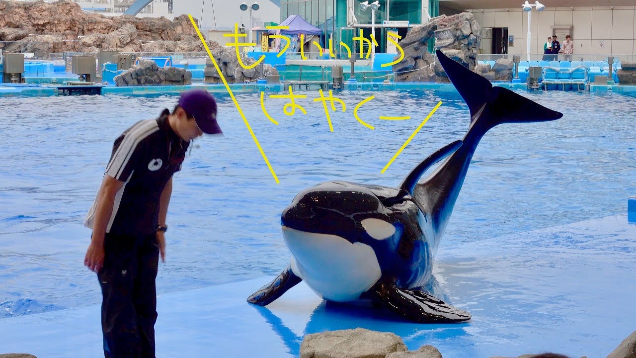 So Cute Orca Waiting For Skinship ナデナデを待つシャチが可愛すぎる 名古屋港水族館2017年9月 Youtube