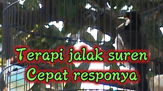 TERAPI JALAK SUREN BIAR GACOR