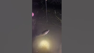 cắm câu cá lóc #shortvideo #shorts #short #mientay