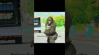 This Gorilla Has A Higher Iq Than Humans.