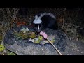 I must be STUPID? Feeding skunks !!!
