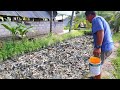 Catfish Farming│ Thousands of catfish transferred to a bigger mud pond! Goodbye Hormones