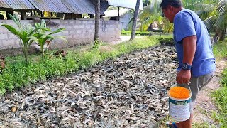 Catfish Farming│ Thousands of catfish transferred to a bigger mud pond! Goodbye Hormones