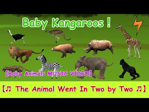 The Animal Went In Two By TwoBaby Animals Music VideoBaby Kangaroos!