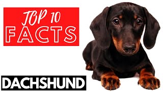Dachshund  Top 10 FACTS Of The DACHSHUND Dog!!