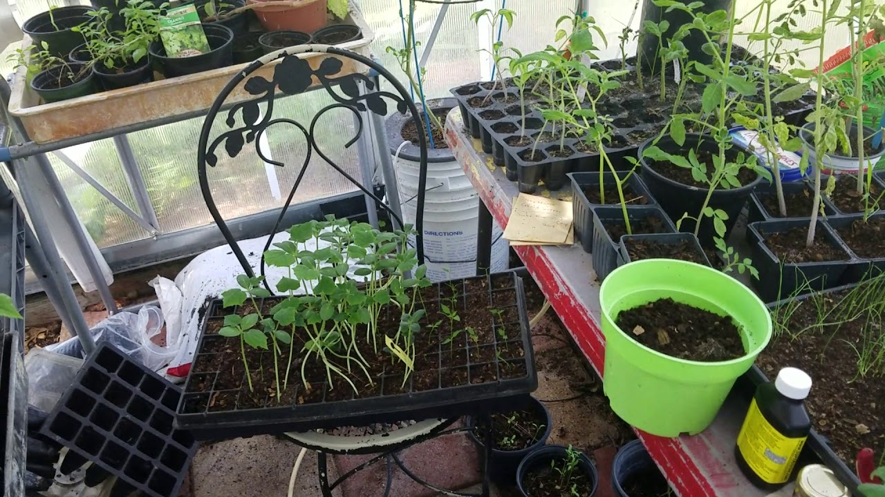 South fl greenhouse update June 18 YouTube