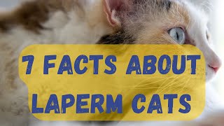 7 Facts About LaPerm Cats