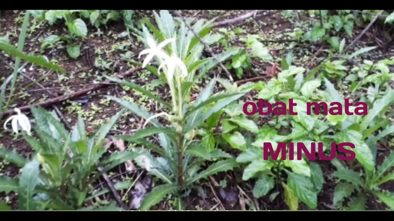 Cara mengobati penyakit mata dengan tanaman herbal