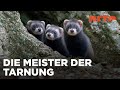 Der Waldiltis: Geschickter Jäger im Verborgenen | ARTE Family